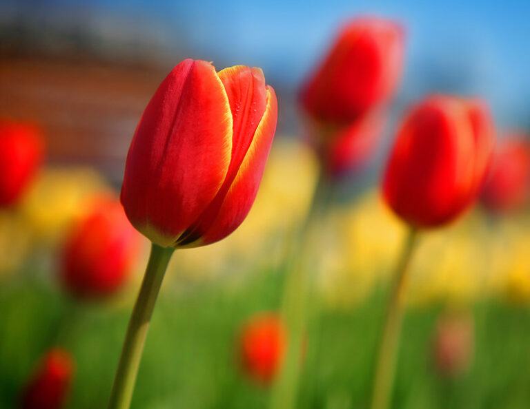 Les différentes signification de la tulipe Interflora