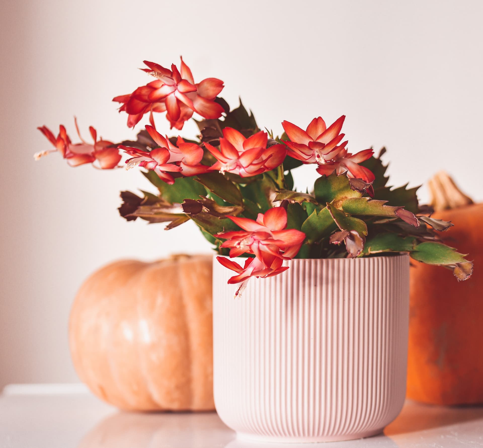 Comment bouturer le cactus de Noël ou Schlumbergera Interflora