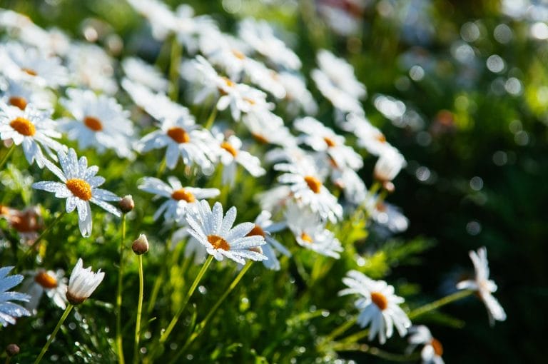 Chrysanthème en Pot Guide complet pour réussir sa Culture