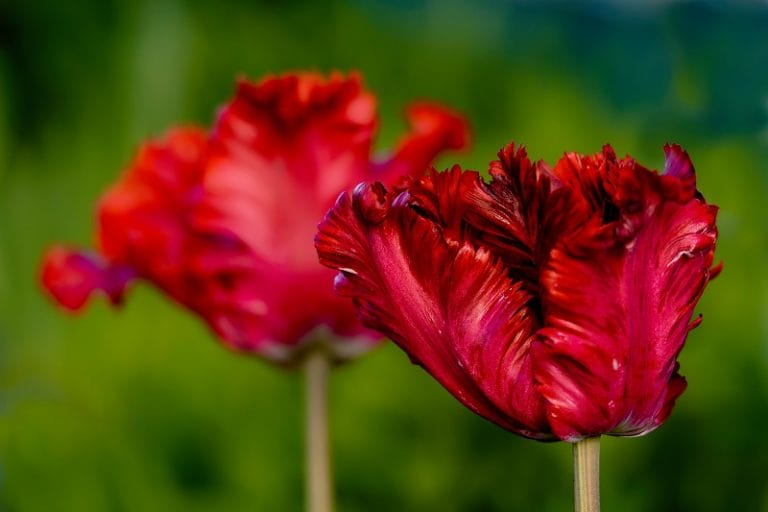 Tulipe Perroquet qui est elle Variétés Plantation et Culture