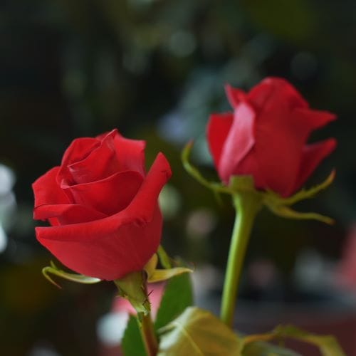 deux roses rouges