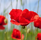 Coquelicot