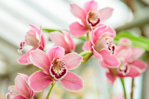 Orchidée Phalaenopsis : Entretien Et Histoire De L'orchidée Papillon ...