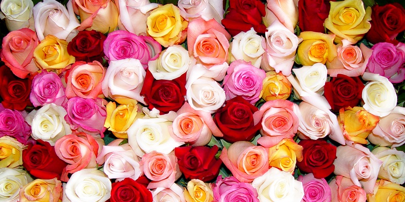 Quelles sont les significations des couleurs des roses ?