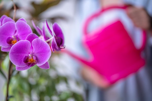 Engrais Orchidée — Fleur & Style