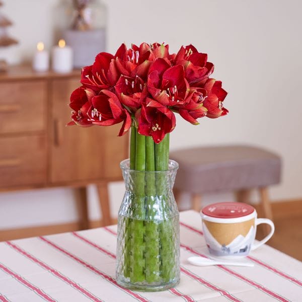 Bouquet d'amaryllis rouges