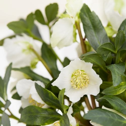 Hellebore blanche