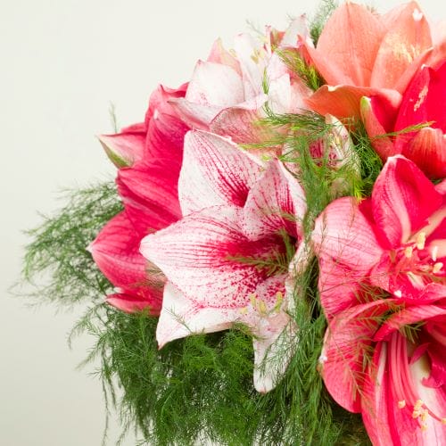 Amaryllis roses