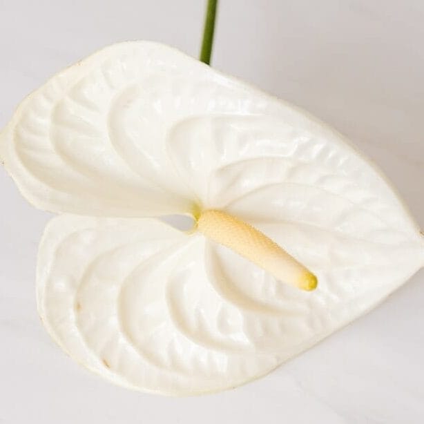 Anthurium blanc