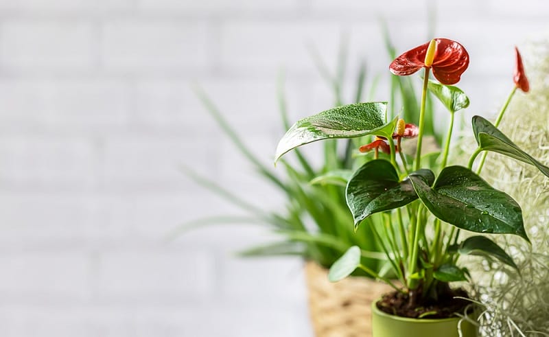 Anthurium en pot