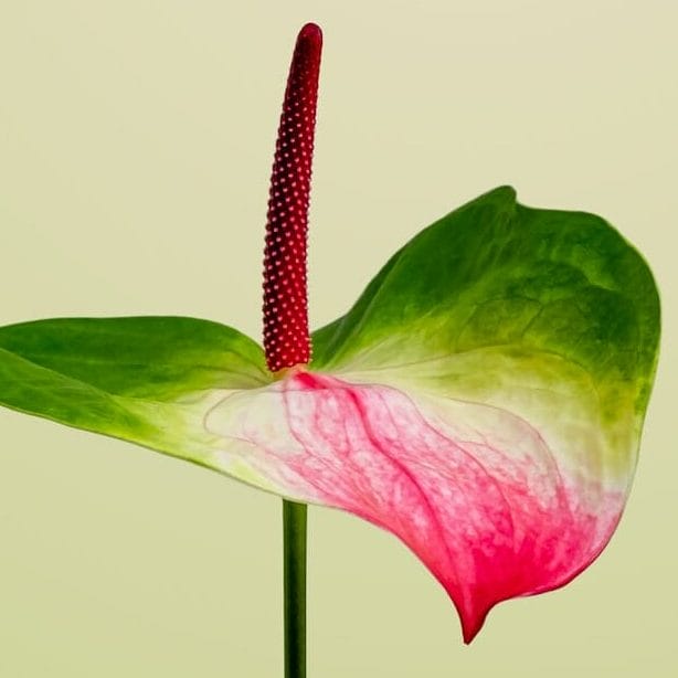 Anthurium vert