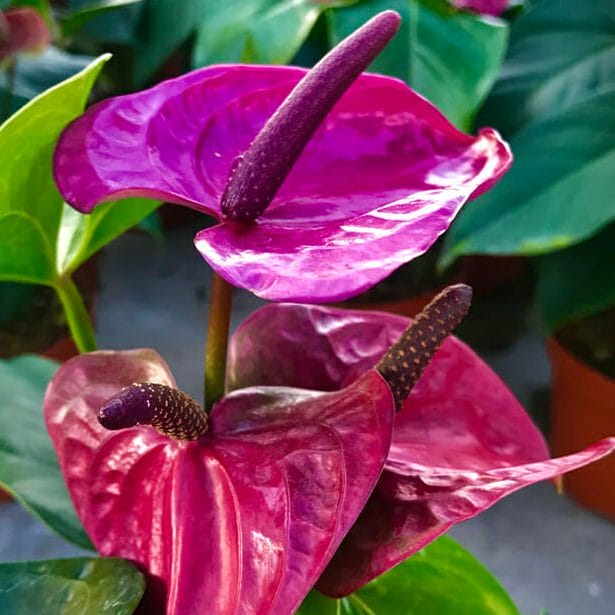 Anthurium violet