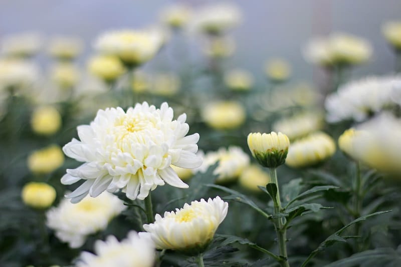 Fleurs et bourgeons de chrysanthèmes blancs