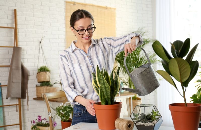 Arrosage des plantes pendant les vacances