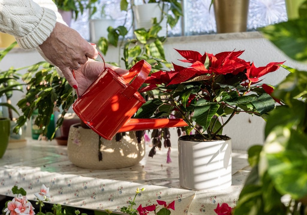 Femme en train d'arroser un poinsettia en pot