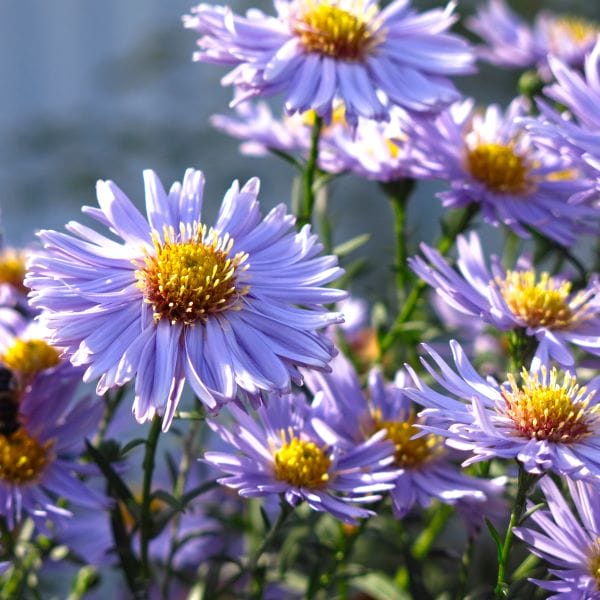 Asters bleues