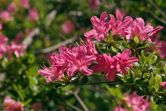 Azalée au jardin