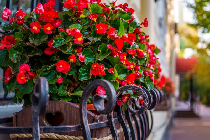 Jardinières de Bégonias