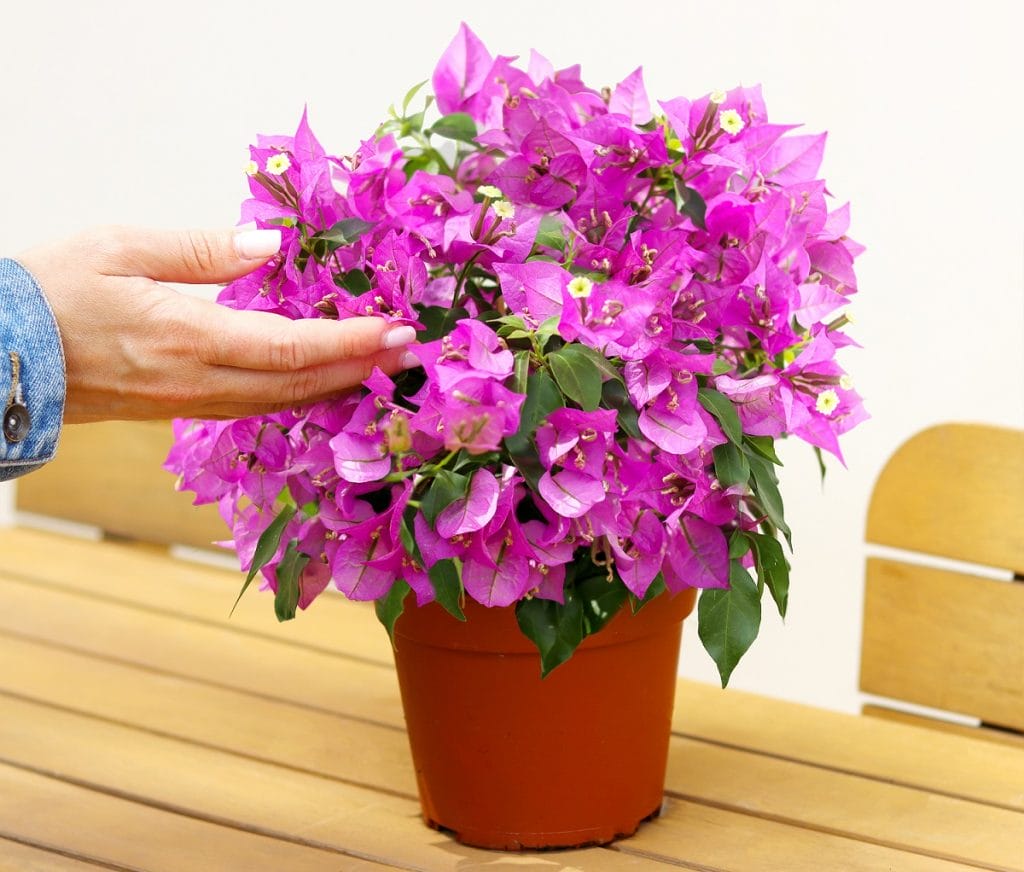 Bougainvillier mauve en pot