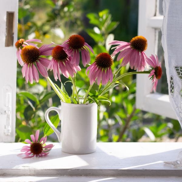 Bouquet d'échinacées