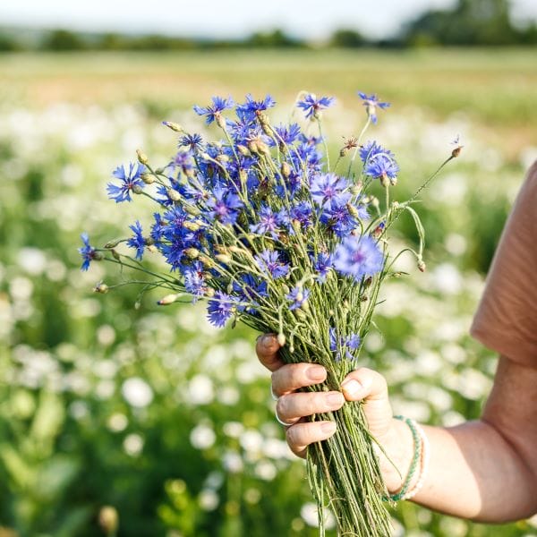 Bouquet de bleuets