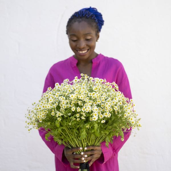 Bouquet de marguerites blanches