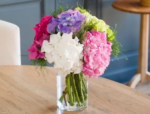 Hortensia pour la fête des mères