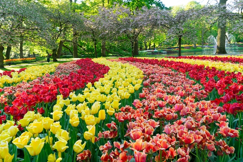 Champ de tulipes de différentes couleurs aux Pays-Bas