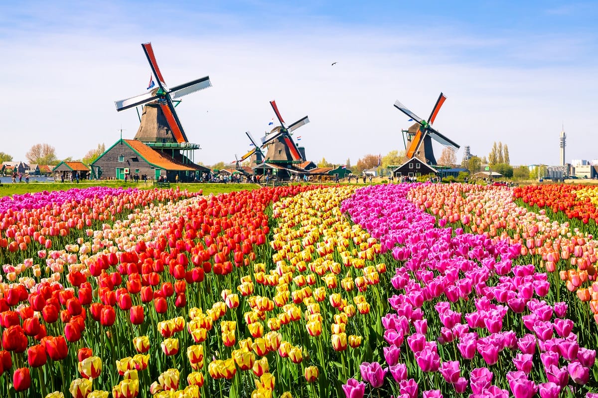 Champ de tulipes devant les moulins hollandais