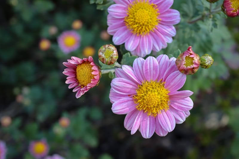 Chrysanthèmes du Japon mauve rose