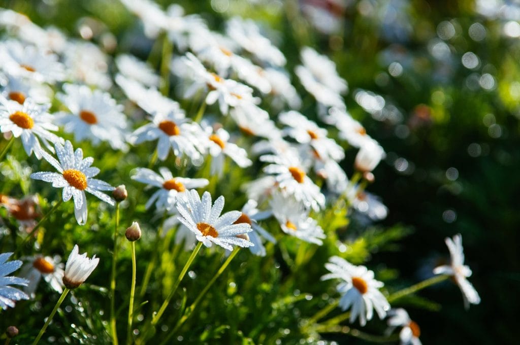 Chrysanthèmes japonais blancs