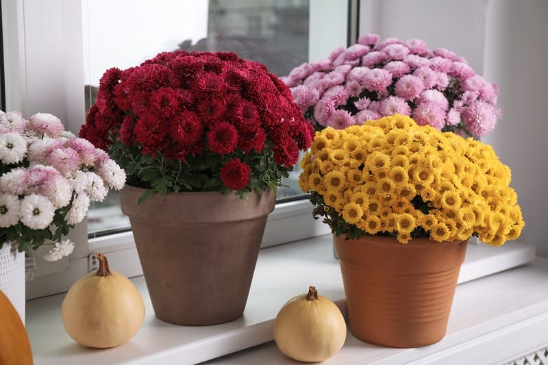 Plusieurs chrysanthèmes en pot de différentes couleurs (blancs, roses, rouges, jaunes)