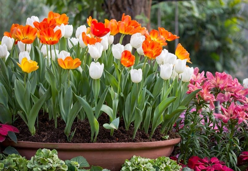 Belles tulipes en pot au milieu d'autres fleurs