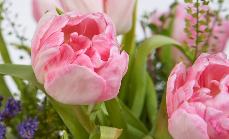 Tulipes roses