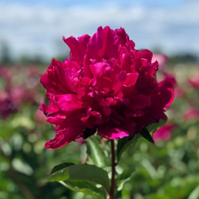 Pivoine rose fuchia