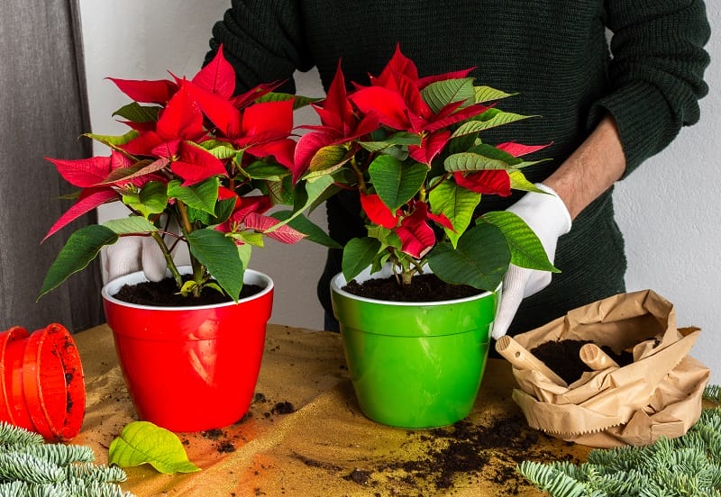 Homme qui rempote des poinsettias