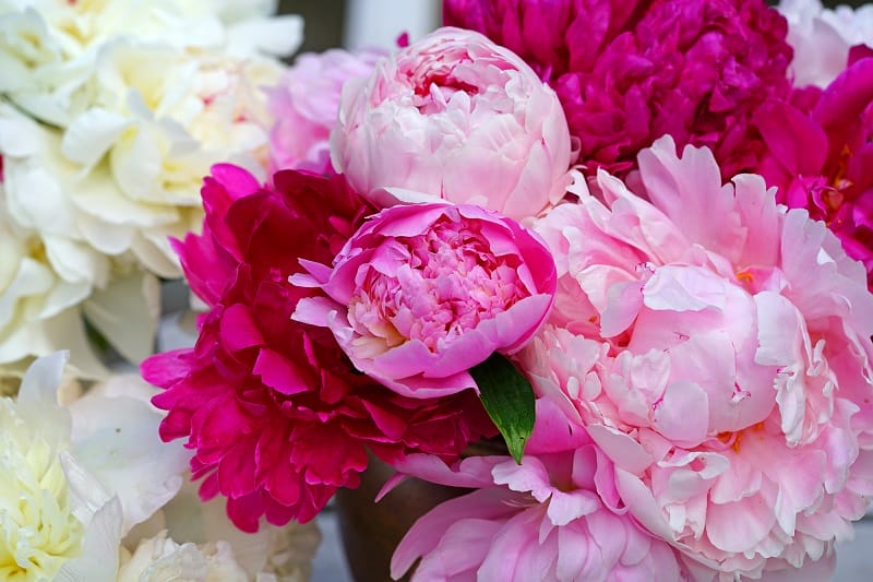 Bouquet de pivoines roses et blanches