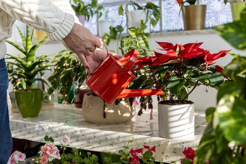 Femme qui arrose un poinsettia