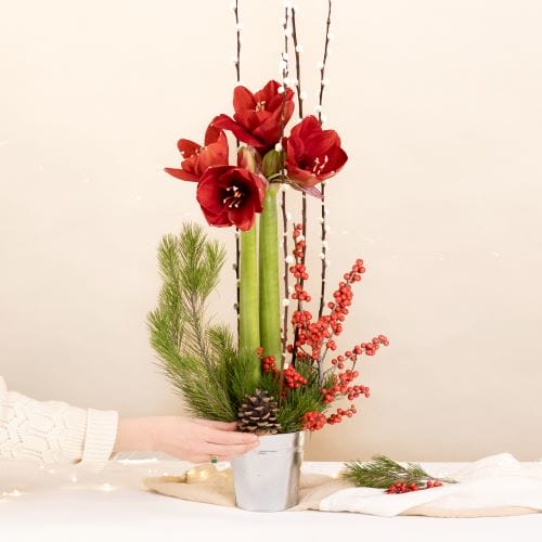 Composition de Noël avec Amaryllis rouges