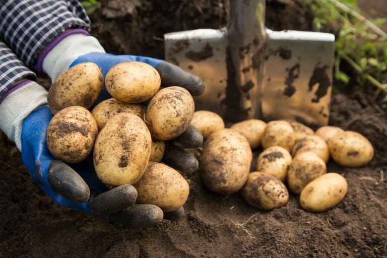 Pomme De Terre Bintje : Comment La Cultiver ? - Interflora