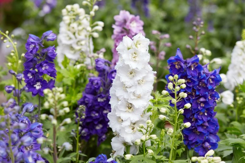 Delphinium colorés