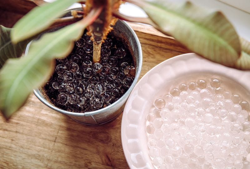 Eau gélifiée en bille pour arroser une plante