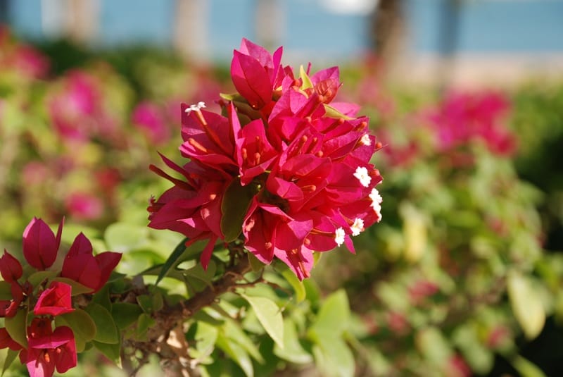 Fleurs de bougainvillier rose