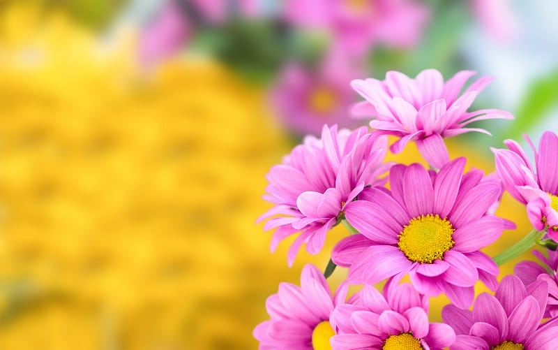 Fleurs de chrysanthèmes roses et jaunes