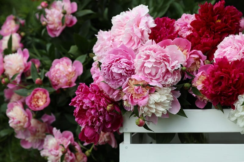 Pivoines en pot bien entretenues