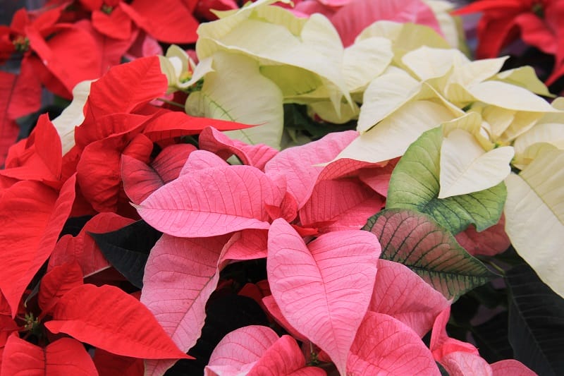 Plusieurs étoiles de Noël en gros plan : rouge, rose, crème