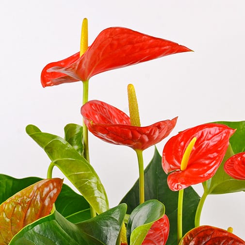 Spathes et fleurs d'anthurium rouge