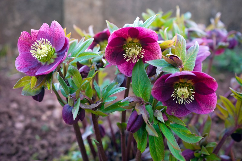 Hellebores violettes en terre dans un cimetière