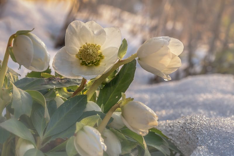 Hellébores blancs dans la neige