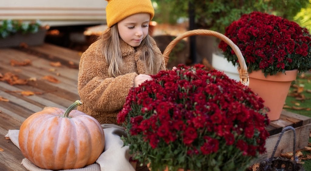 Petite fille assise devant un pot de chrysanthèmes rouges et à côté d'une citrouille